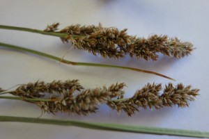 carex paniculata DSC08669