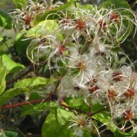 Clématite vigne-blanche,  Herbe aux gueux, Clématite brûlante, Vigne de Salomon, Bois à fumer