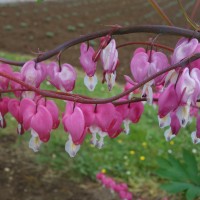 Cœur-de-Marie, Cœur-de- Jeannette, « Bleeding Heart »