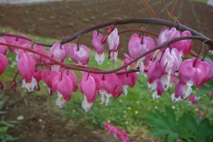 dicentra spectabilis DSC08033