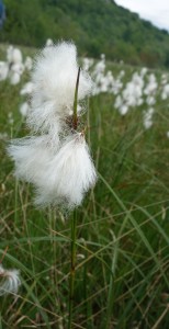 eriophorum angustifolium DSC08523