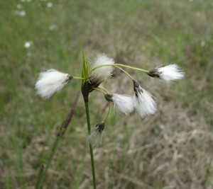 eriophorum latifolium DSC08506