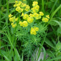 Euphorbe petit cyprès