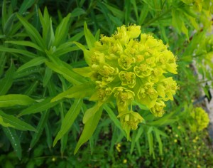 euphorbia palustris DSC08219