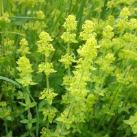 Gaillet jaune, Gaillet croisette