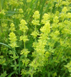 galium verum DSC08008