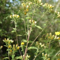 Inule conyze, Œil de cheval, Herbe aux mouches