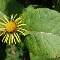 Grande aunée, Inule d’Hélène, « Panakes chironion »