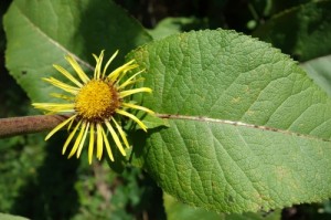 inula helenium DSC02997