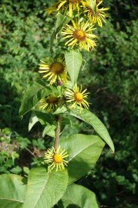 inula helenium DSC02998