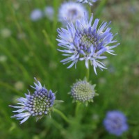 Jasione des montagnes