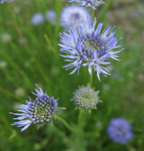 jasione montana DSC04235