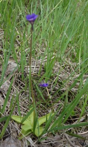 pinguicula vulgaris DSC08557