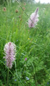 plantago DSC08573