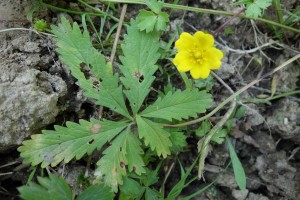 potentilla reptans DSC01764