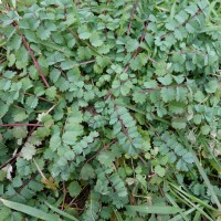 Petite pimprenelle, Pimprenelle à fruits réticulés, Pimprenelle sanguisorbe