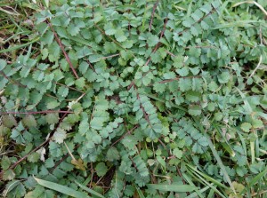 sanguisorba minor DSC00427