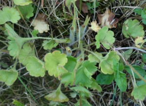 saxifraga granulata DSC08058