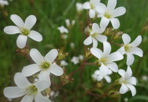 saxifraga granulata DSC08060