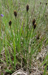 schoenus nigricans DSC08544