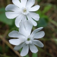 Silène blanc, Silène des prés, Compagnon blanc