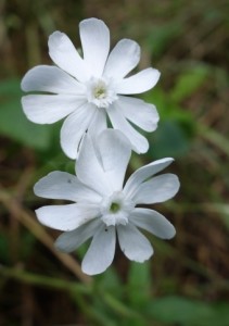 silene latifolia DSC02524