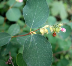 symphoricarpos albus DSC08847