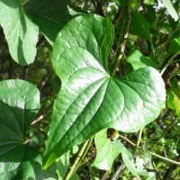 Tamier, l’Herbe aux femmes battues,Vigne noire, Haut liseron ,Raisin du diable, Sceau de Notre Dame