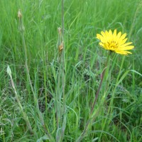 Salsifis d’orient, barbe de bouc