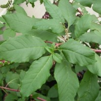 Raisin d’Amérique, Raisin des teinturiers, Phytolaque d’Amérique,  Herbe à la laque