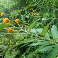 Buddleja globuleux