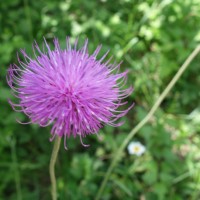 Chardon des montagnes, Chardon à tige nue