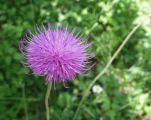 carduus defloratus DSC08676