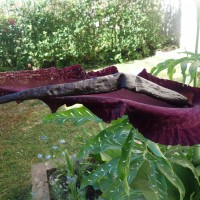 Serpentaire commune, Petit dragon, Gouet serpentaire, Arum puant