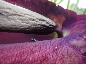 dracunculus vulgaris DSC08740