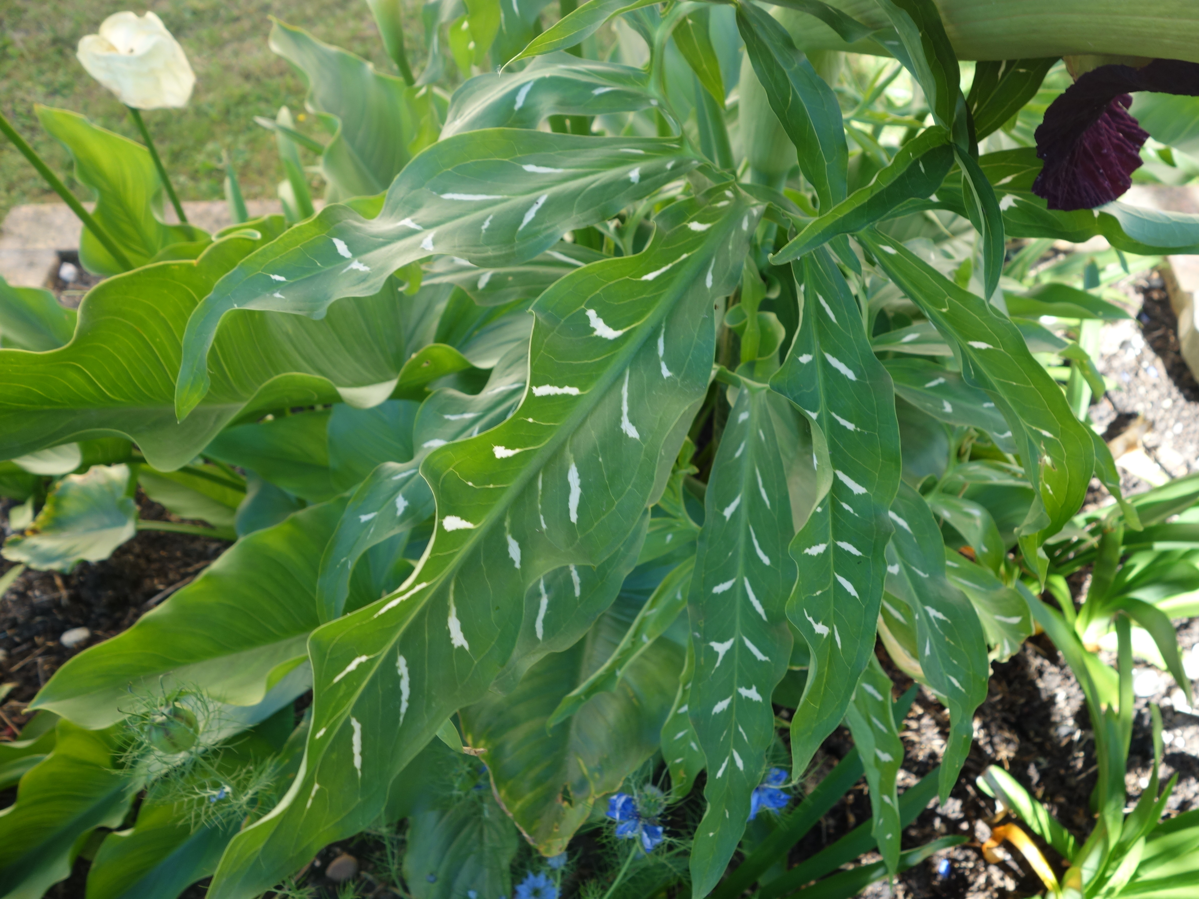 Ma Botanique: Serpentaire commune, Petit dragon, Gouet serpentaire, Arum  puant