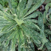 echium vulgare DSC02214