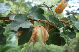 fremontodendron DSC09004