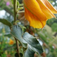 Frémontia ‘San Gabriel’