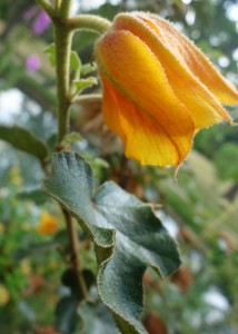 fremontodendron DSC09008