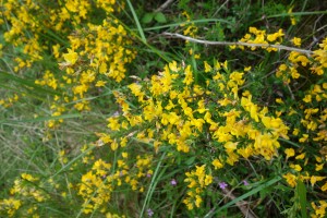 genista pilosa DSC08107