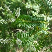 Véronique arbustive à feuilles de buis