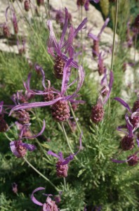 lavandula stoechas DSC08916