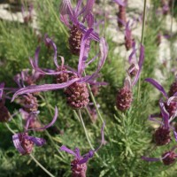 Lavande à toupet, Lavande papillon, Le Nard celtique