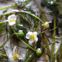 Renoncule des rivières