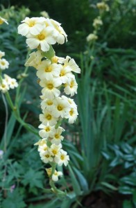 sisyrinchium striatum DSC09036