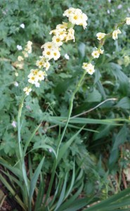 sisyrinchium striatum DSC09043