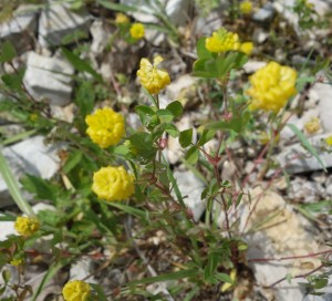 trifolium campestre DSC08695