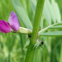 Vesce cultivée, Poisette, Vesce commune, Jarosse