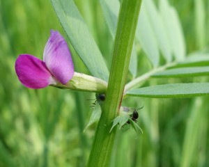 vicia sativa DSC01166